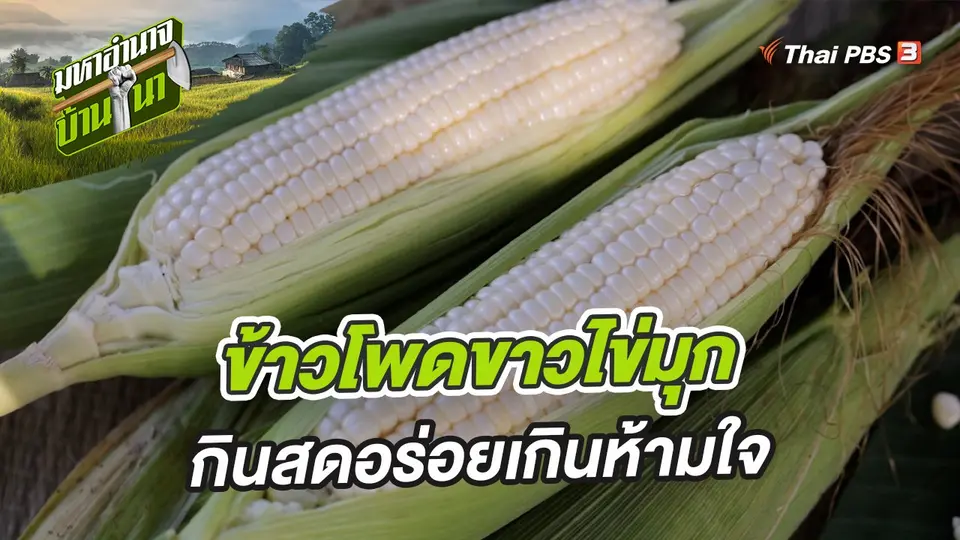 ข้าวโพดขาวไข่มุก กินสดอร่อยเกินห้ามใจ
