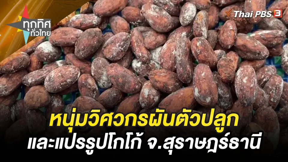 หนุ่มวิศวกรผันตัวปลูกและแปรรูปโกโก้ จ.สุราษฎร์ธานี