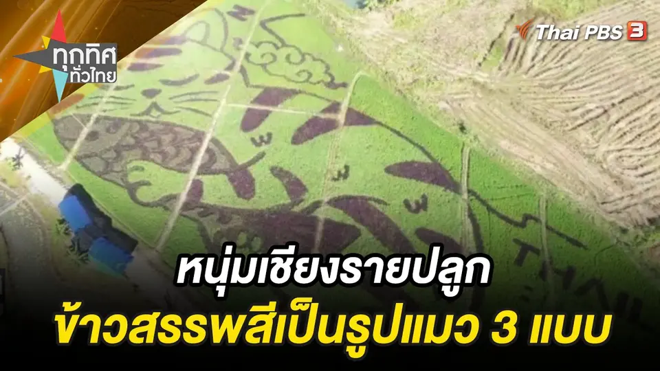 หนุ่มเชียงรายปลูกข้าวสรรพสีเป็นรูปแมว 3 แบบ