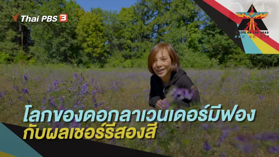 โลกของดอกลาเวนเดอร์มีฟองกับผลเชอร์รีสองสี