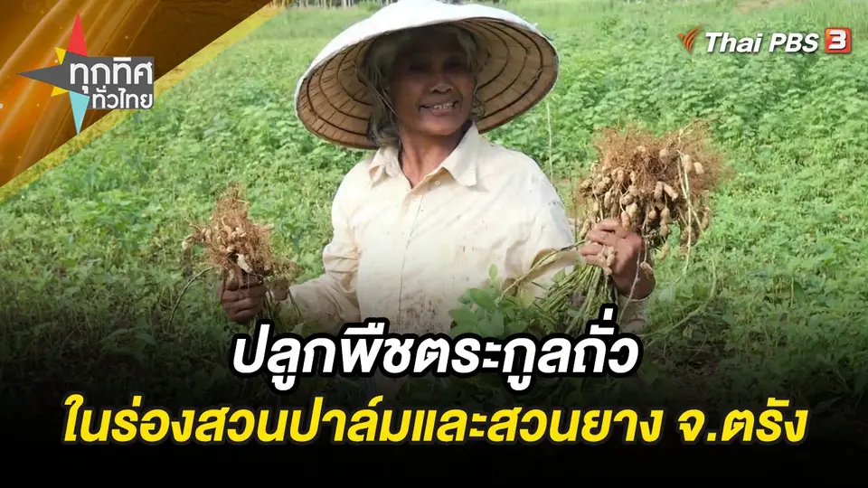 ปลูกพืชตระกูลถั่วในร่องสวนปาล์มและสวนยาง จ.ตรัง