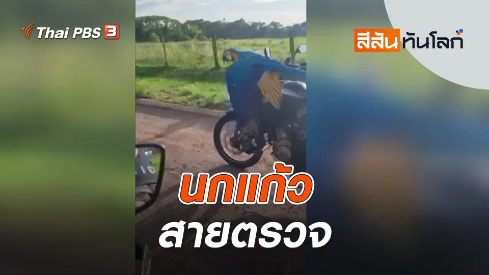 นกแก้วสายตรวจ | สีสันทันโลก | 17 ธ.ค. 66