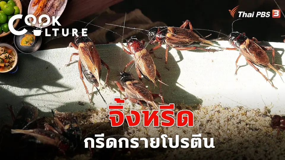 จิ้งหรีดกรีดกรายโปรตีน