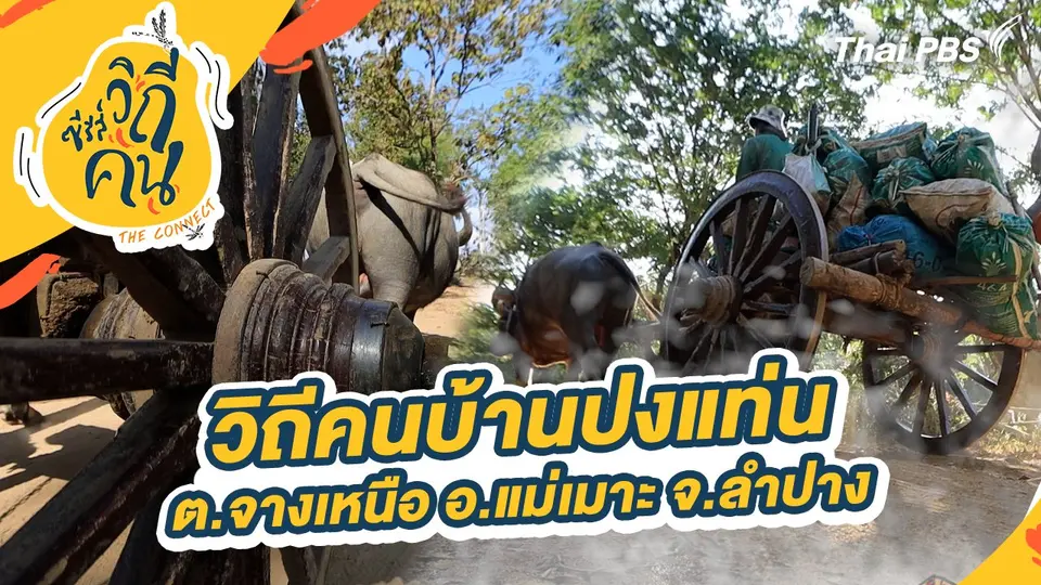 วิถีคนบ้านปงแท่น ต.จางเหนือ อ.แม่เมาะ จ.ลำปาง