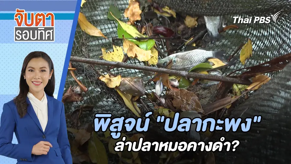 พิสูจน์ "ปลากะพง" ล่าปลาหมอคางดำ? | จับตารอบทิศ | 18 ก.ค. 67