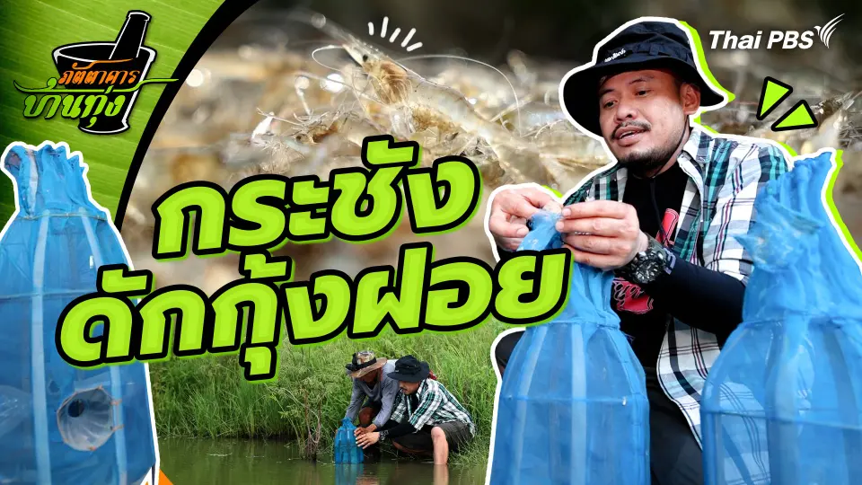 กระชังดักกุ้งฝอย