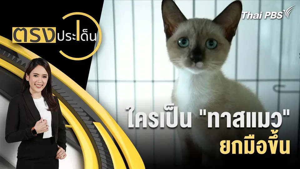 ใครเป็น "ทาสแมว" ยกมือขึ้น