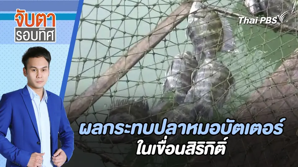 ผลกระทบปลาหมอบัตเตอร์ในเขื่อนสิริกิติ์ | จับตารอบทิศ | 30 ก.ค. 67