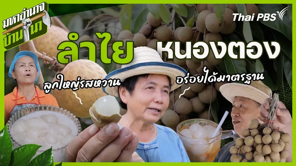 ลำไยหนองตอง ลูกใหญ่รสหวาน อร่อยได้มาตรฐาน