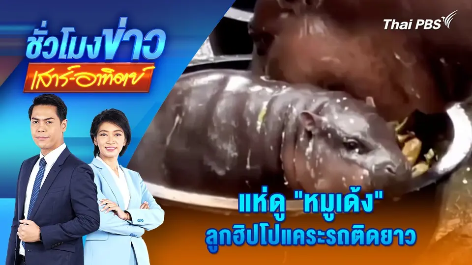 แห่ดู "หมูเด้ง" ลูกฮิปโปแคระรถติดยาว | ชั่วโมงข่าว เสาร์ - อาทิตย์ | 15 ก.ย. 67