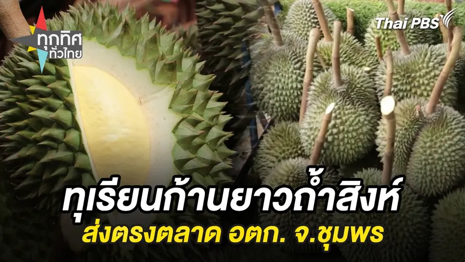 ทุเรียนก้านยาวถ้ำสิงห์ส่งตรงตลาด อตก. จ.ชุมพร