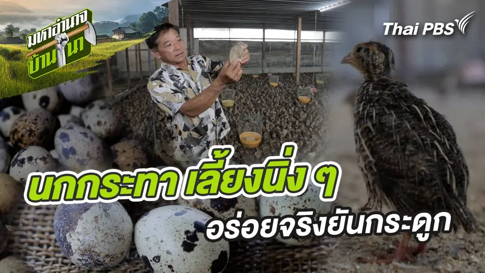 นกกระทา เลี้ยงนิ่ง ๆ อร่อยจริงยันกระดูก