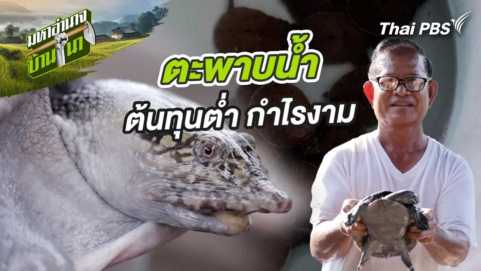 ตะพาบน้ำ ต้นทุนต่ำ กำไรงาม