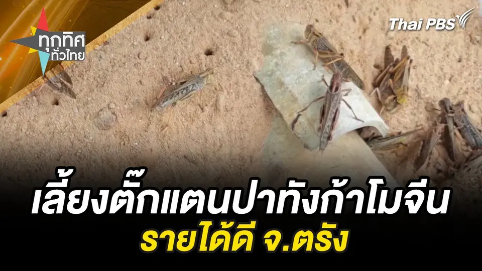 เลี้ยงตั๊กแตนปาทังก้าโมจีนรายได้ดี จ.ตรัง