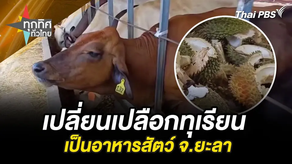 เปลี่ยนเปลือกทุเรียนเป็นอาหารสัตว์ จ.ยะลา