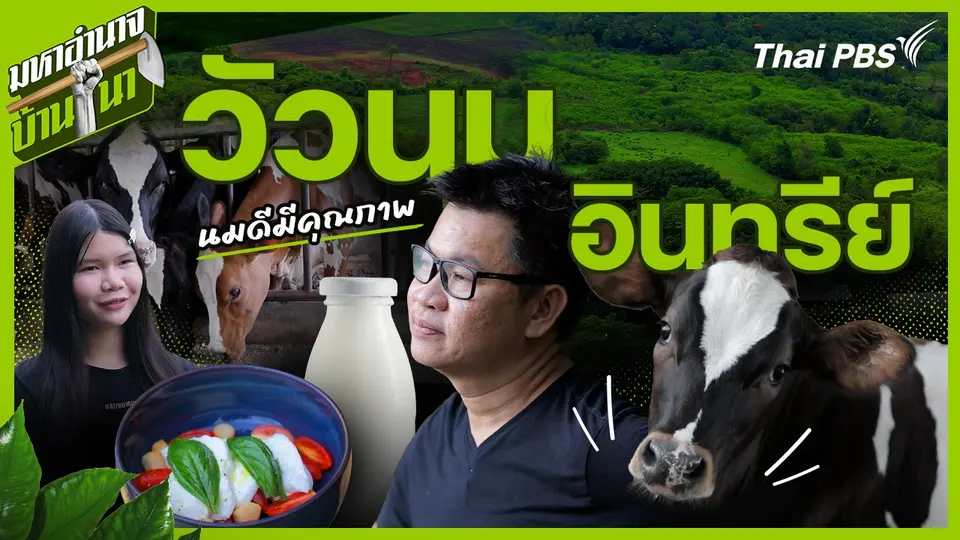 วัวนมอินทรีย์ นมดีมีคุณภาพ