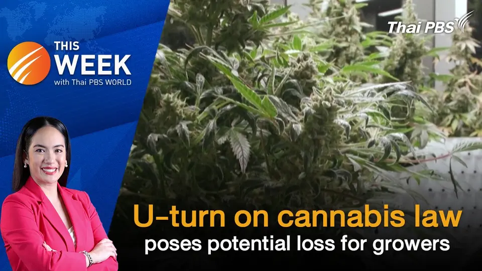 U-turn on cannabis law poses potential loss for growers | 12 Jul 2024