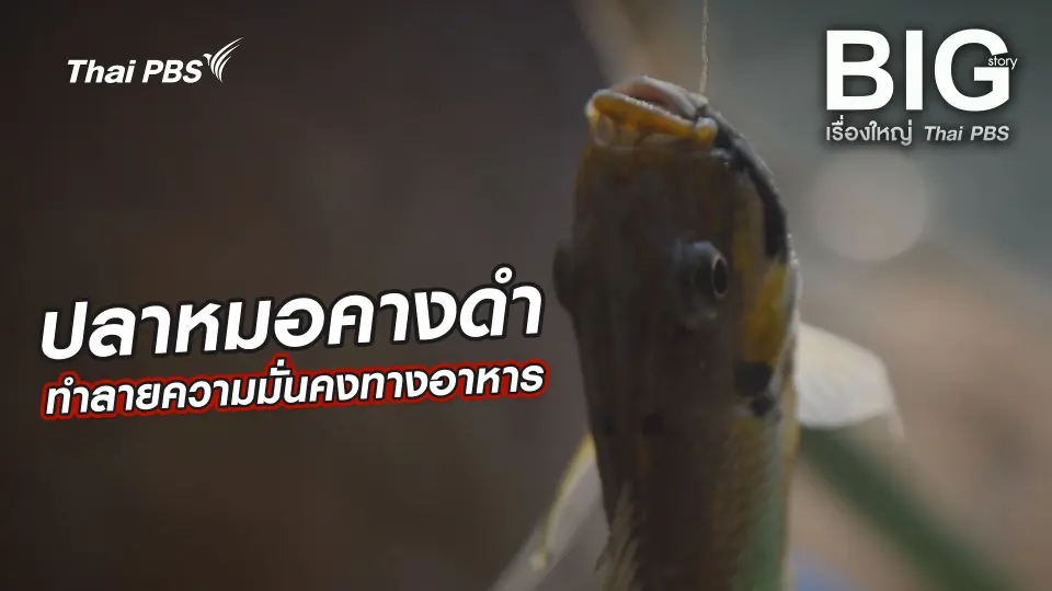 ปลาหมอคางดำทำลายความมั่นคงทางอาหาร
