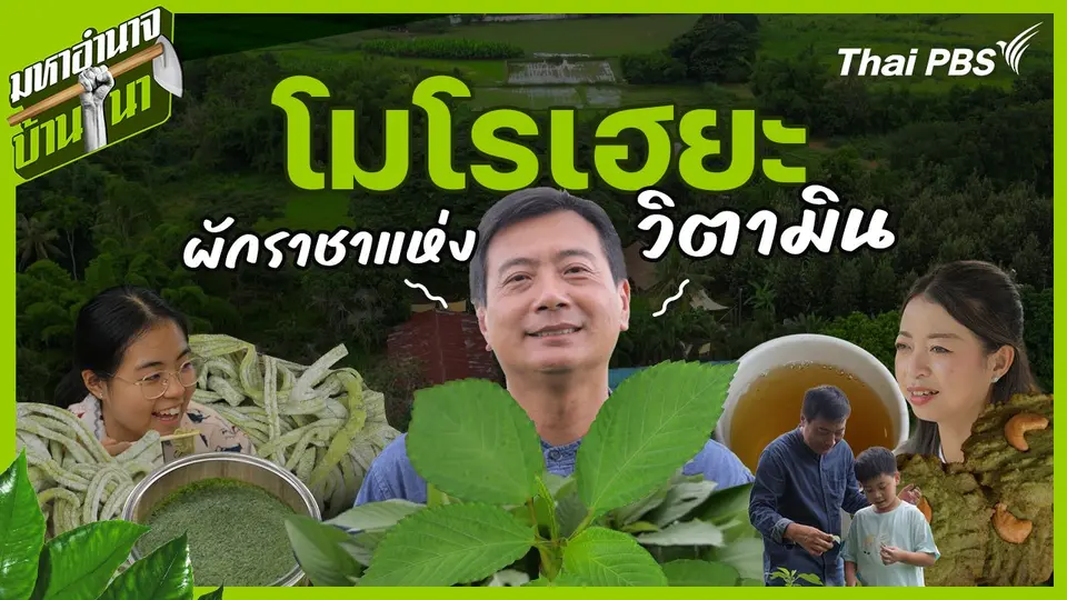 โมโรเฮยะ ผักราชาแห่งวิตามิน