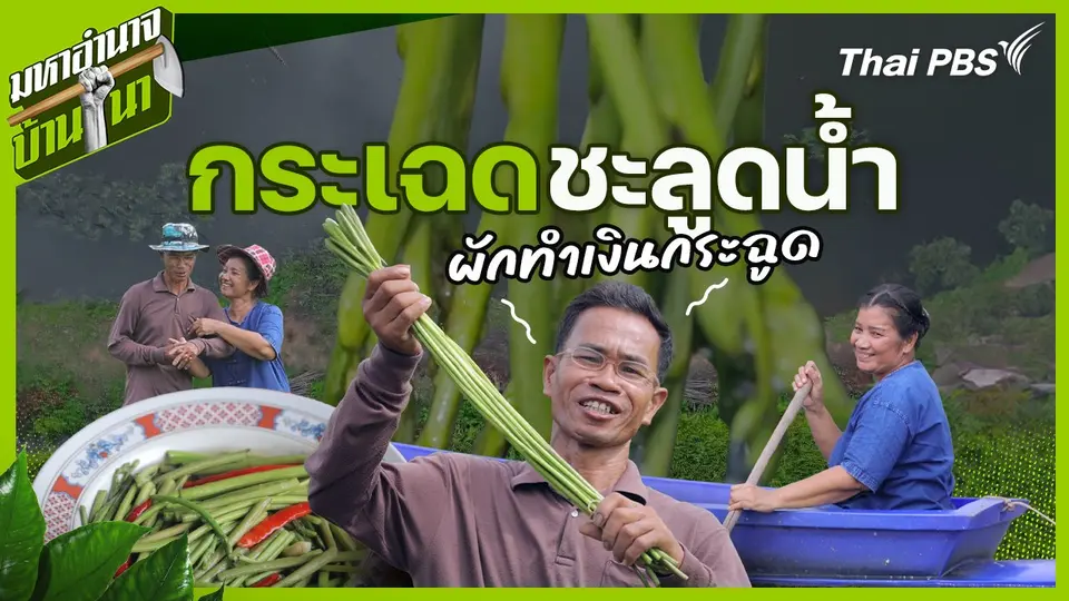 กระเฉดชะลูดน้ำ ผักทำเงินกระฉูด