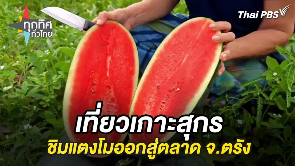 เที่ยวเกาะสุกรชิมแตงโมออกสู่ตลาด จ.ตรัง