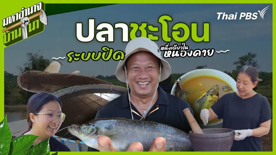 ปลาชะโอนระบบปิด หนึ่งเดียวในหนองคาย