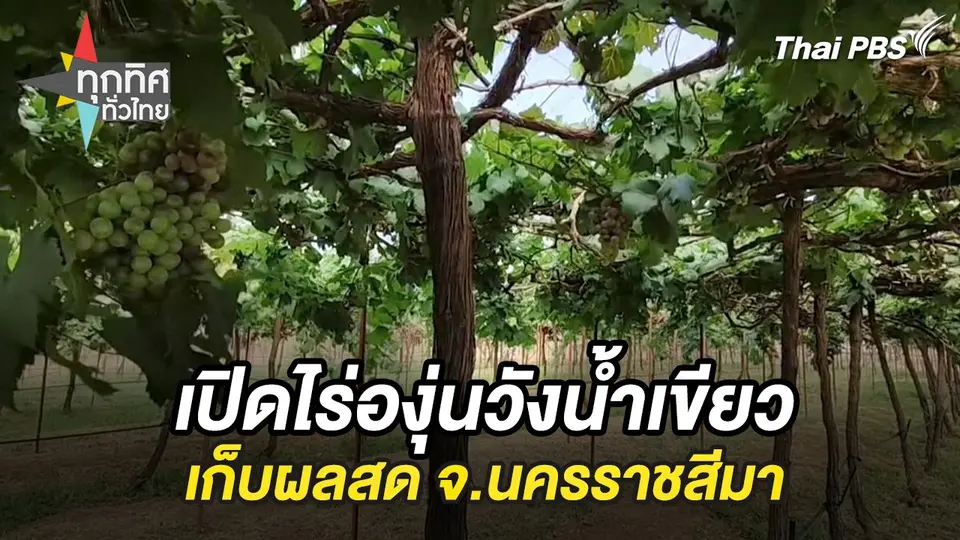 เปิดไร่องุ่นวังน้ำเขียวเก็บผลสด จ.นครราชสีมา