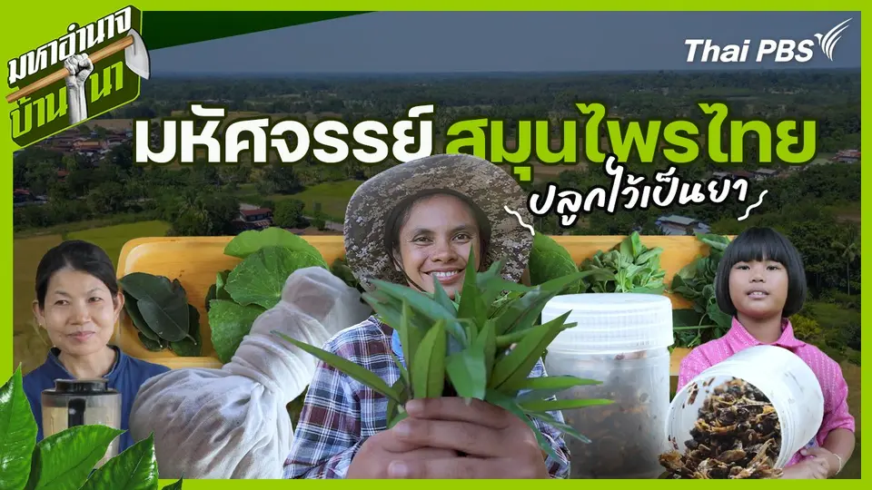 มหัศจรรย์สมุนไพรไทย ปลูกไว้เป็นยา