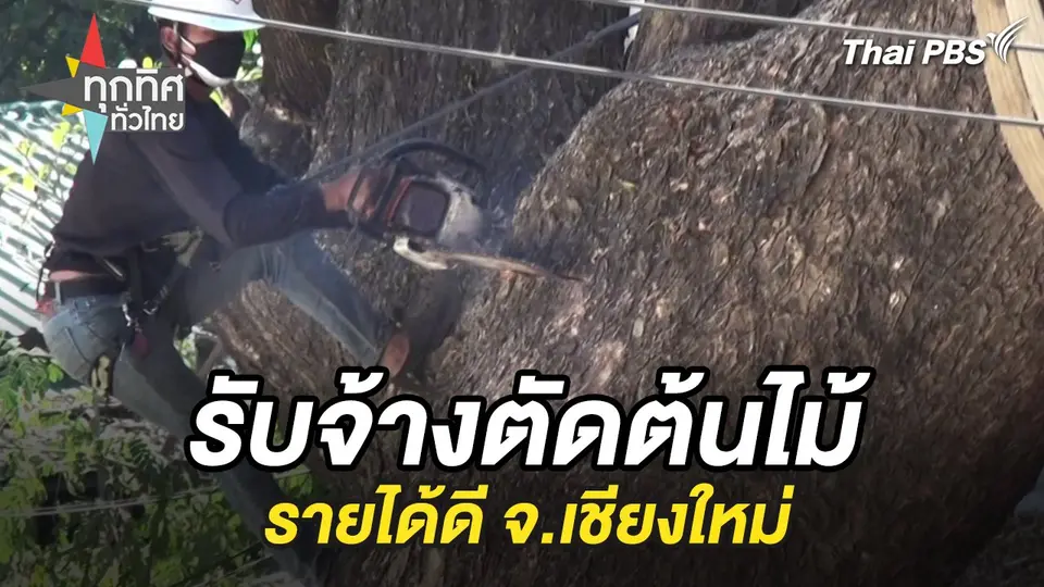 รับจ้างตัดต้นไม้รายได้ดี จ.เชียงใหม่