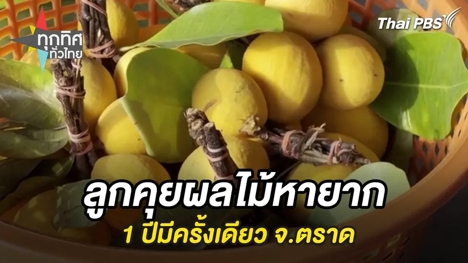 ลูกคุยผลไม้หายาก 1 ปีมีครั้งเดียว จ.ตราด