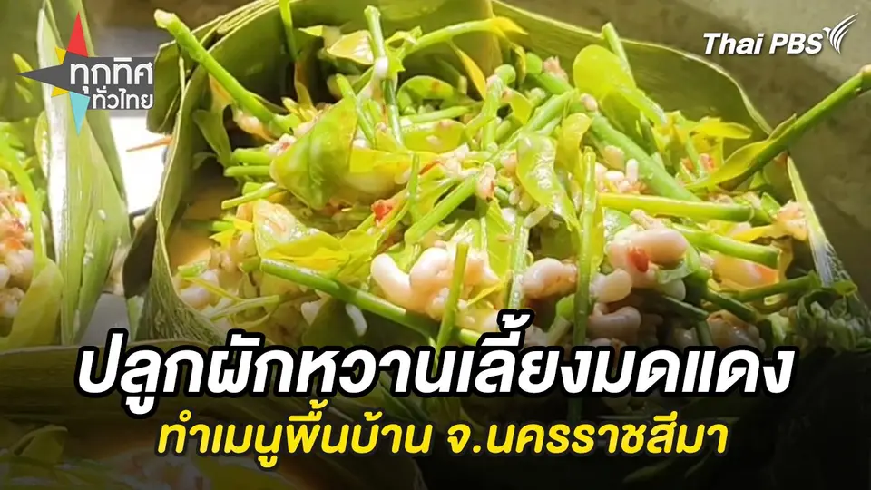 ปลูกผักหวานเลี้ยงมดแดงทำเมนูพื้นบ้าน จ.นครราชสีมา