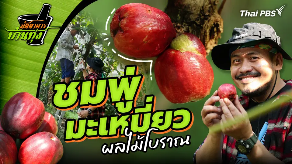 ชมพู่มะเหมี่ยว