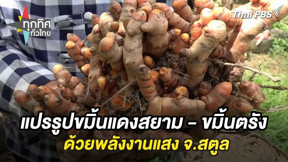 แปรรูปขมิ้นแดงสยาม - ขมิ้นตรังด้วยพลังงานแสง จ.สตูล