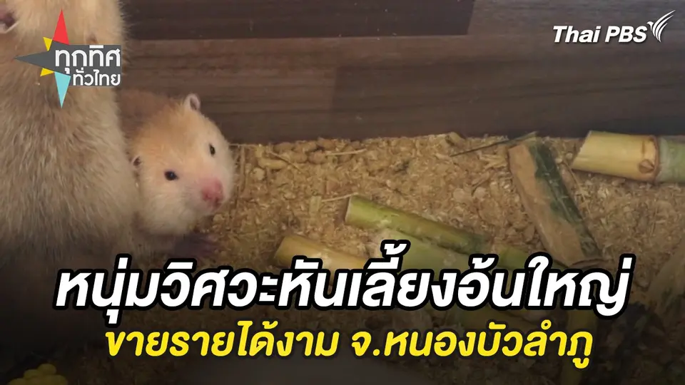 หนุ่มวิศวะหันเลี้ยงอ้นใหญ่ขายรายได้งาม จ.หนองบัวลำภู