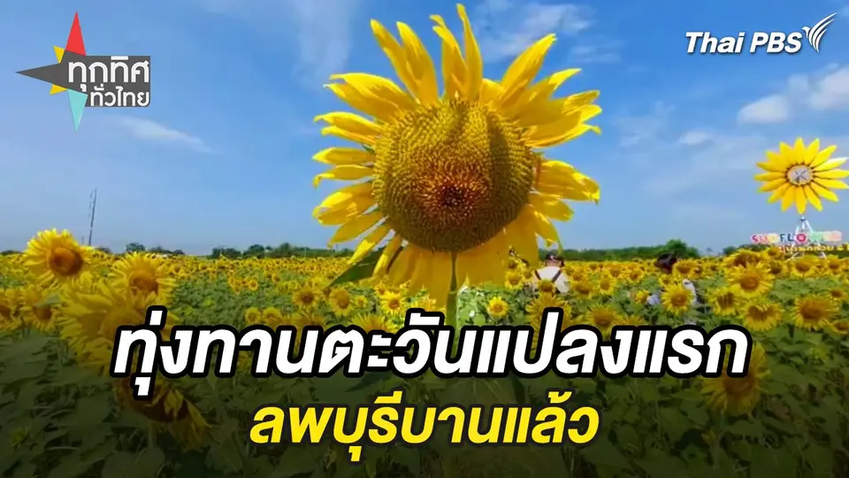 ทุ่งทานตะวันแปลงแรกลพบุรีบานแล้ว