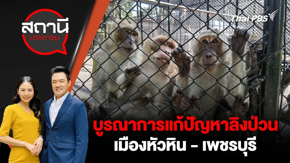 บูรณาการแก้ปัญหาลิงป่วนเมืองหัวหิน - เพชรบุรี