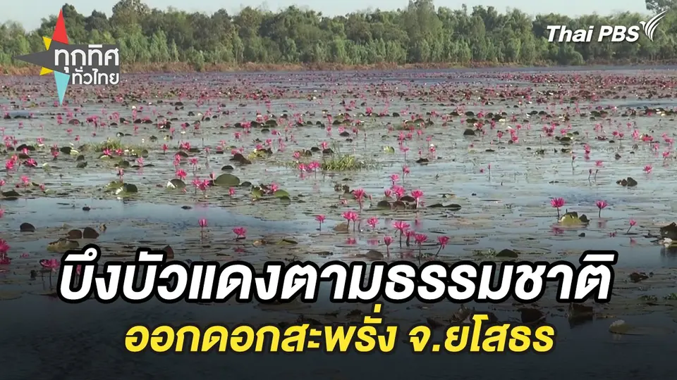 บึงบัวแดงตามธรรมชาติออกดอกสะพรั่ง จ.ยโสธร