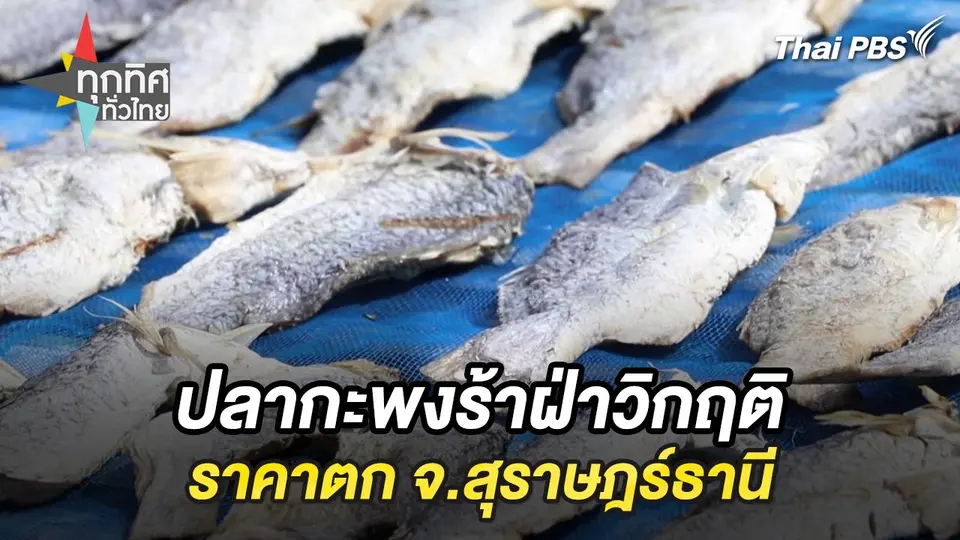 ปลากะพงร้าฝ่าวิกฤติราคาตก จ.สุราษฎร์ธานี