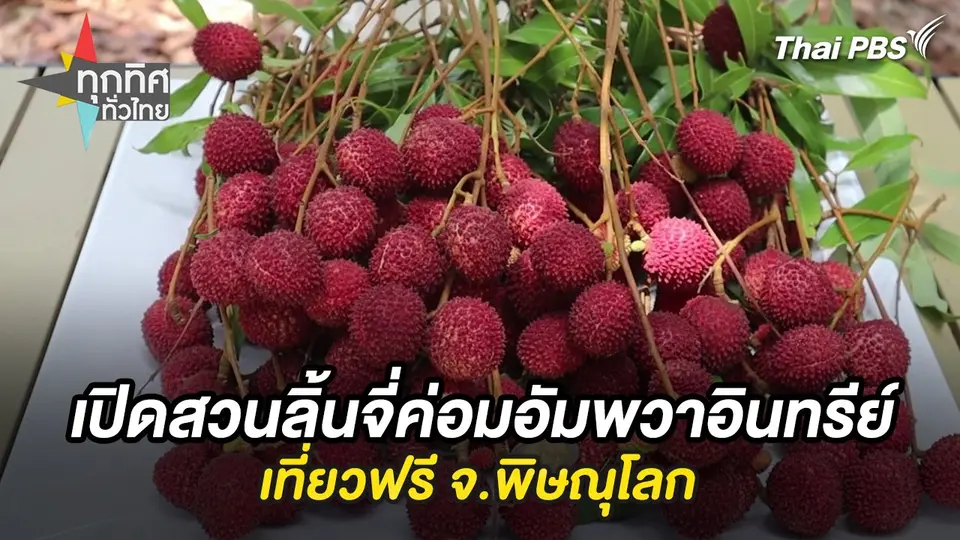 เปิดสวนลิ้นจี่ค่อมอัมพวาอินทรีย์เที่ยวฟรี จ.พิษณุโลก