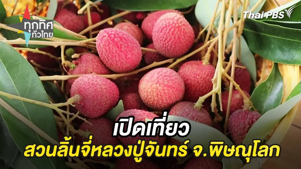 เปิดเที่ยวสวนลิ้นจี่หลวงปู่จันทร์ จ.พิษณุโลก