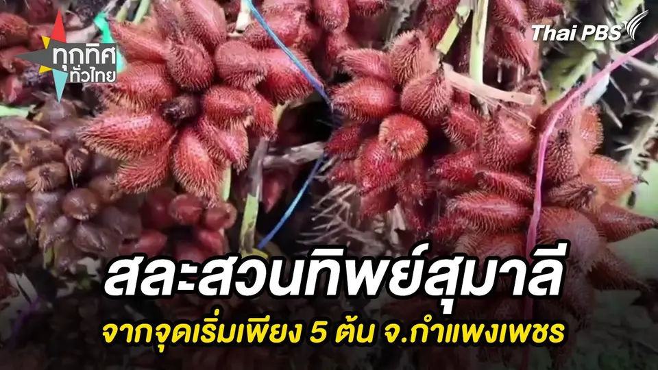 สละสวนทิพย์สุมาลีจากจุดเริ่มเพียง 5 ต้น จ.กำแพงเพชร