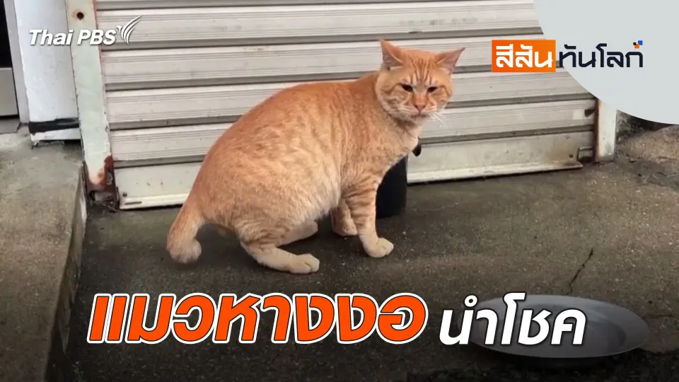แมวหางงอนำโชค | 5 ก.ค. 68