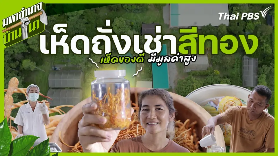 เห็ดถั่งเช่าสีทอง เห็ดของดี มีมูลค่าสูง