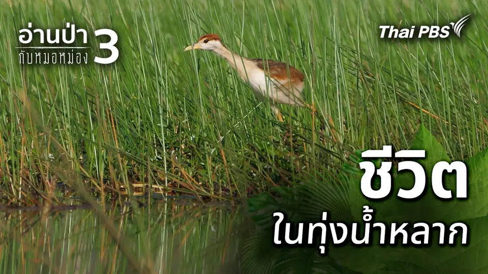 ชีวิตในทุ่งน้ำหลาก