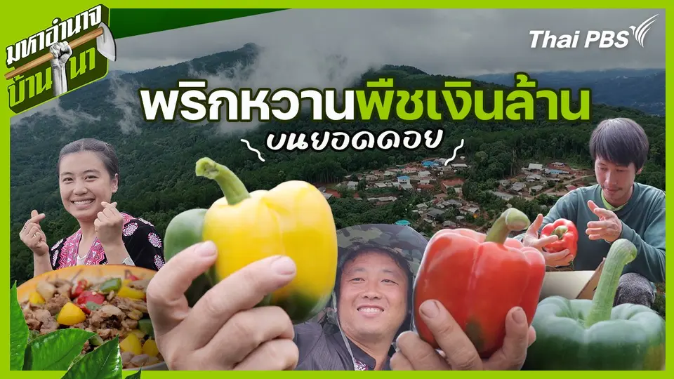 พริกหวาน พืชเงินล้านบนยอดดอย