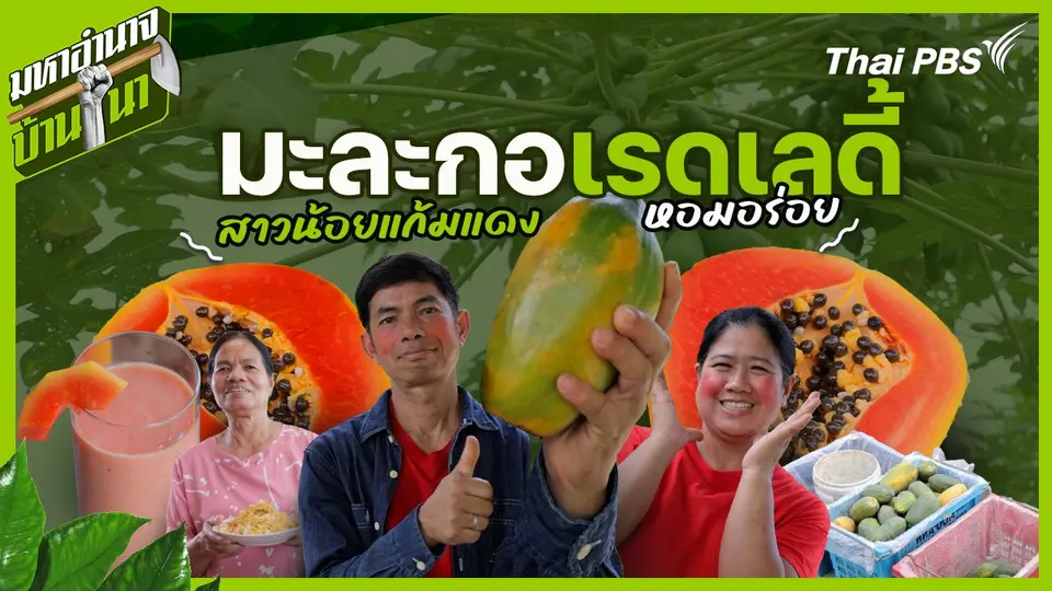 มะละกอเรดเลดี้ สาวน้อยแก้มแดงหอมอร่อย