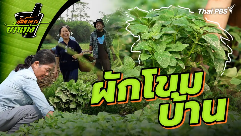 ผักโขมบ้าน