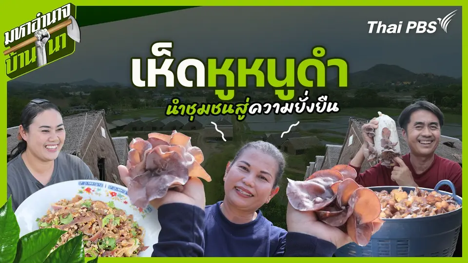 เห็ดหูหนูดำ นำชุมชนสู่ความยั่งยืน