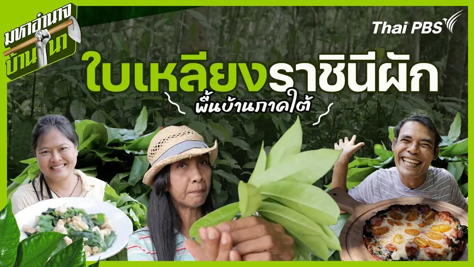 ใบเหลียง ราชินีผักพื้นบ้านภาคใต้