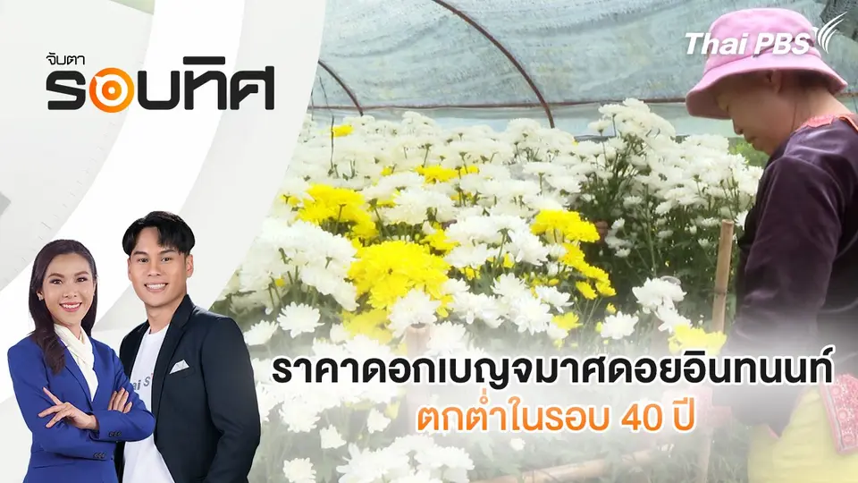 ราคาดอกเบญจมาศดอยอินทนนท์ ตกต่ำในรอบ 40 ปี | จับตารอบทิศ | 19 พ.ค. 68